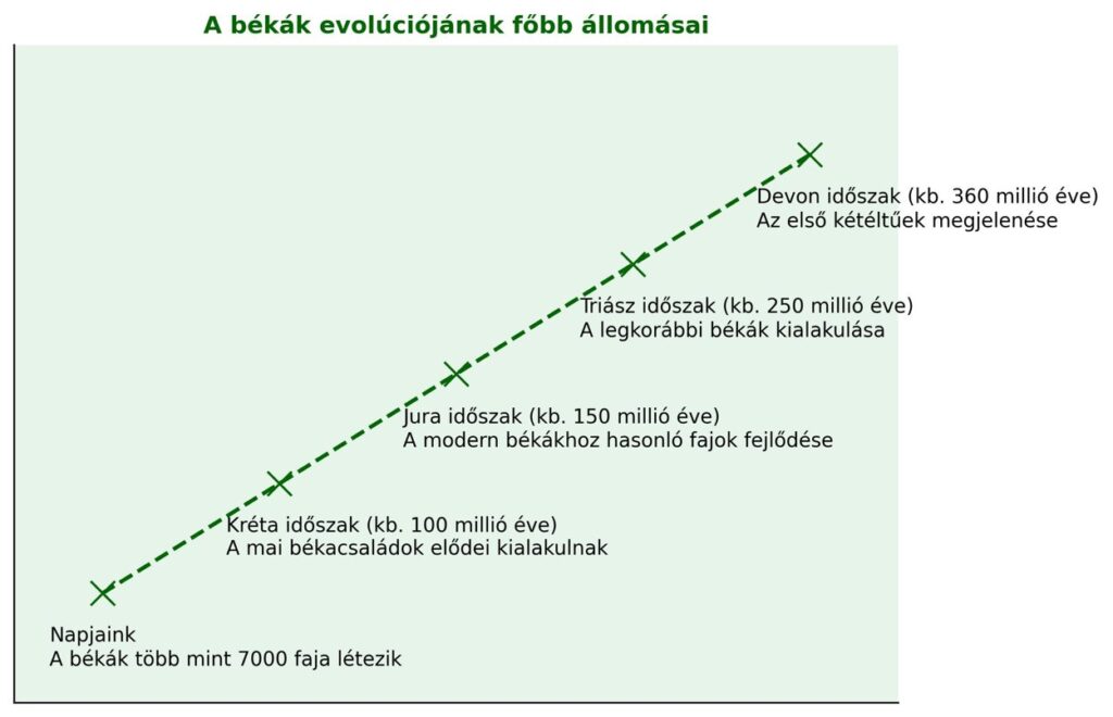 Béka evolúciós infógrafika